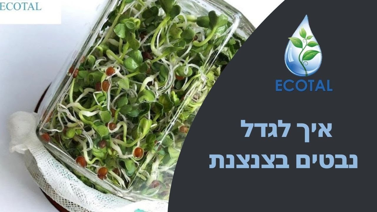 איך לגדל נבטים בצנצנת (סרטון הדרכה)