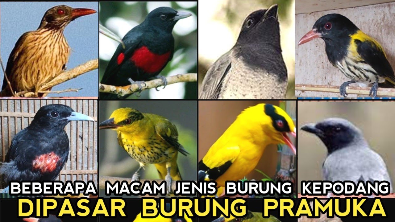 CEK ENAM JENIS BURUNG KEPODANG DAN BERIKUT HARGANYA DI PASAR BURUNG PRAMUKA