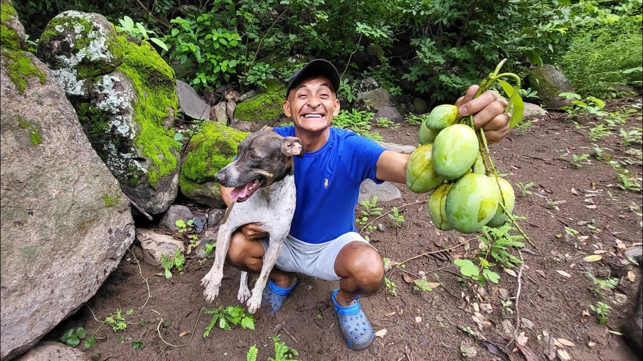 Aventura con Toby encontramos mangos colochos