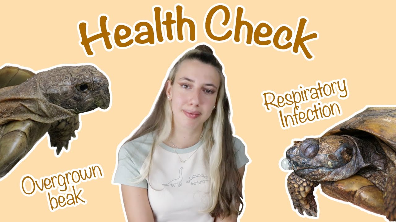 Tortoise Health Check
