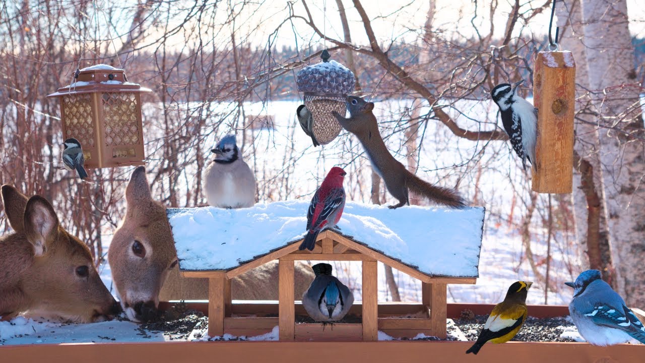 🔴 Snowy Bird Feeder - Continuous Winter Birds, Squirrels, & Deer