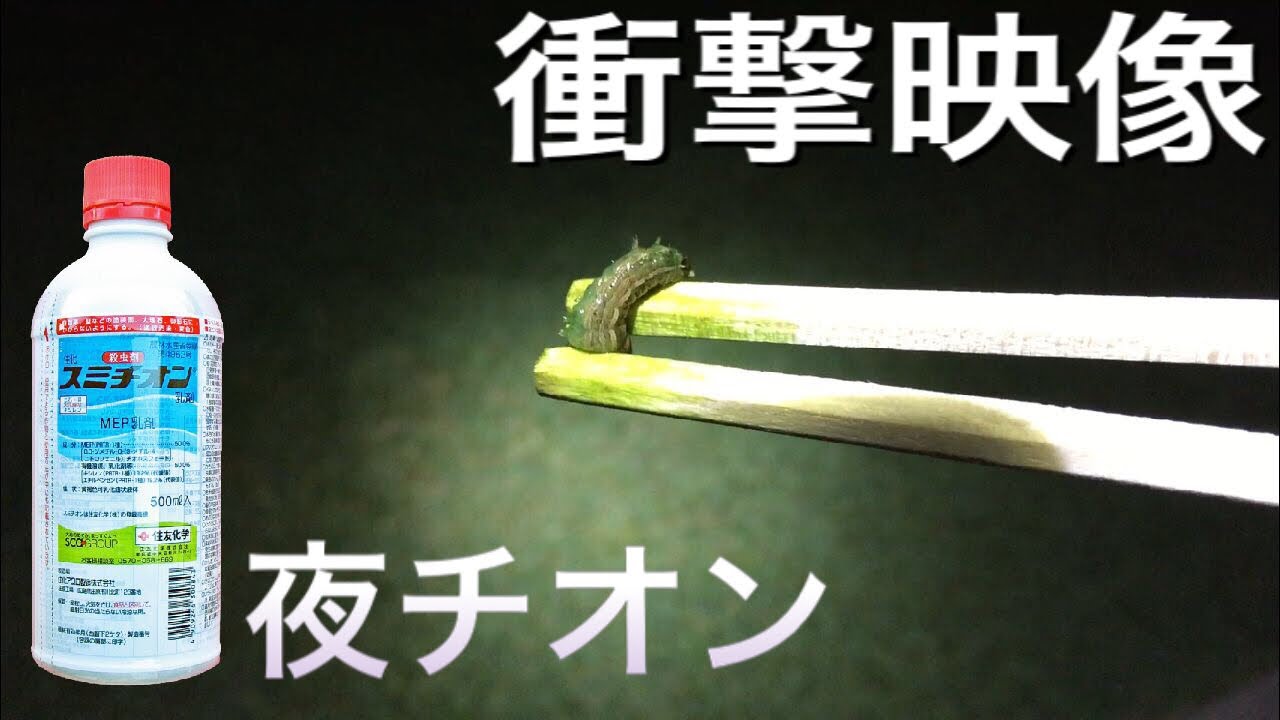 夜の芝生に殺虫剤撒いたら‥芝生が濃くならないのは君たちの仕業だったんだね。【TM9】