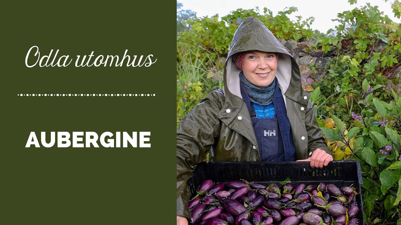 Odla aubergine (äggplanta) utomhus i Sverige