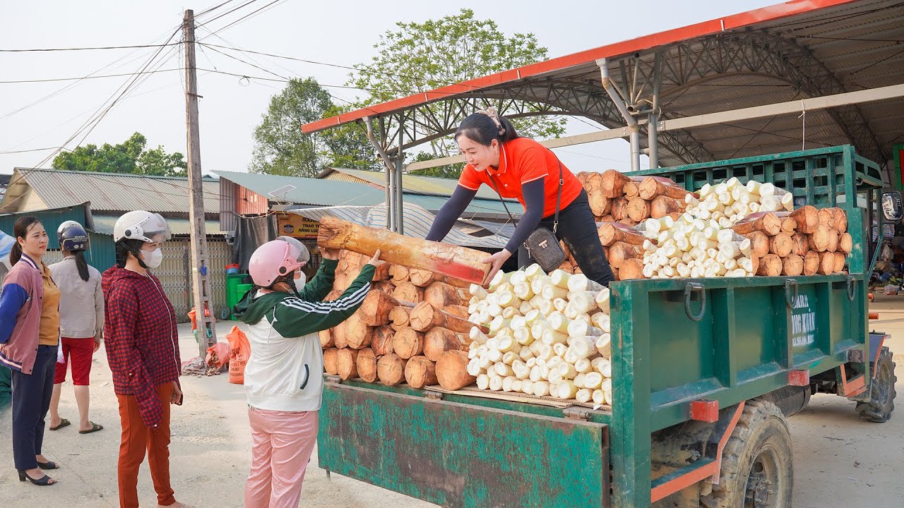 Buy Bamboo Shoots and Palm Tuber From Villagers Goes To Sell At The Market / Truck Transport