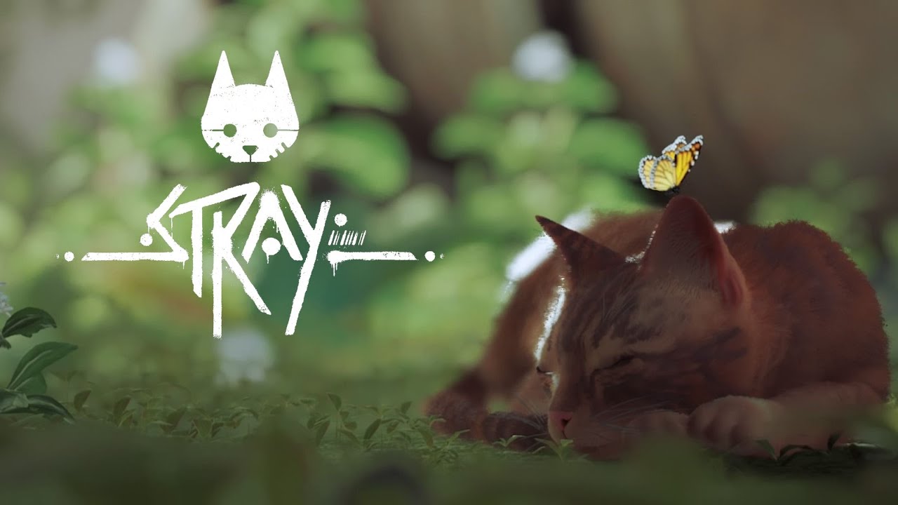 Somos Un MICHI Naranjo 😺// Stray