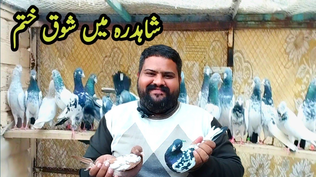 Bilal bhai ne appna shok khatam kerdia || @amjadaliofficial528