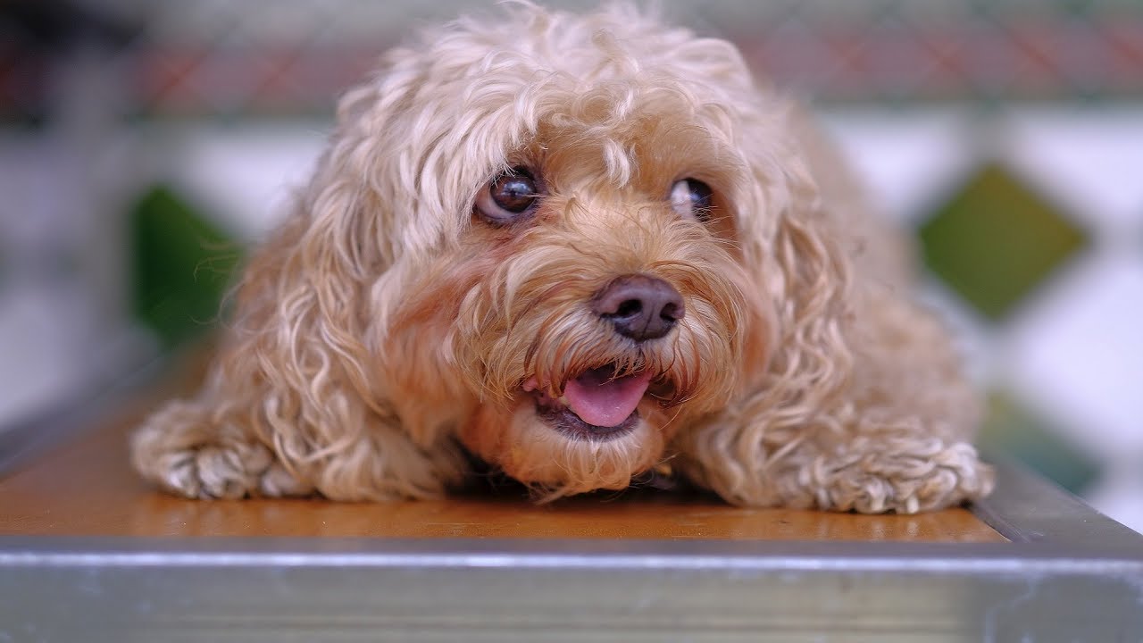 Funny Dogs Videos Compilation &ndash; Funny Animal Videos &ndash; Cute Dogs