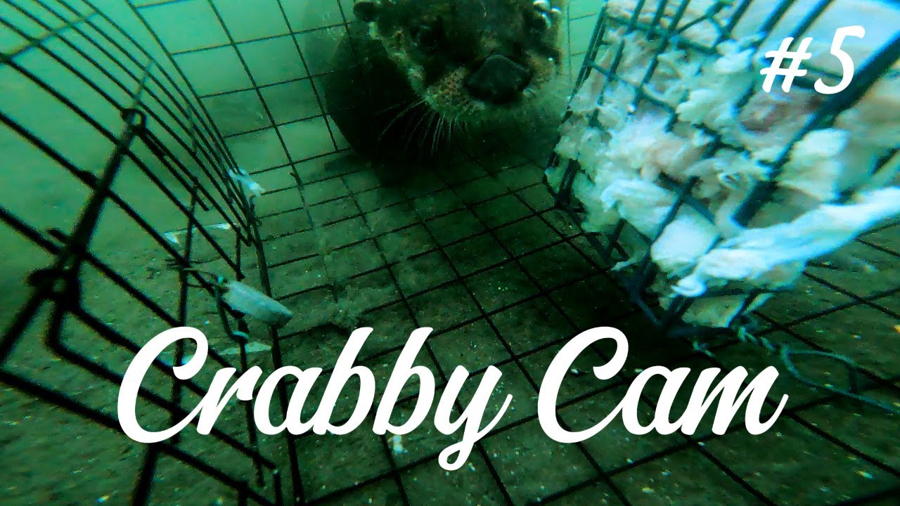 Nanaimo Harbour Crab Trap ep.5
