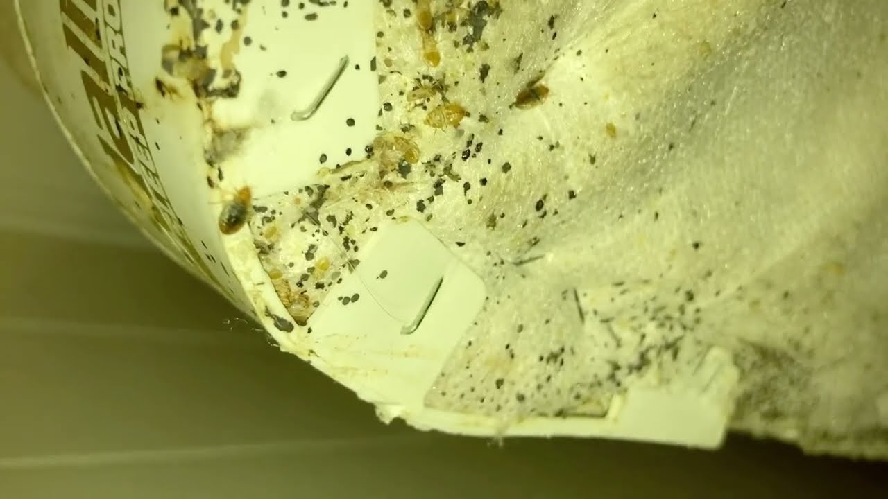Bad Bed Bug Infestation in Montclair NJ