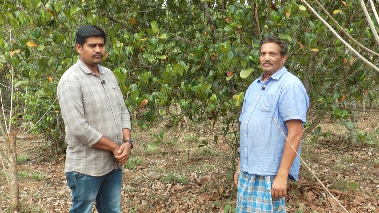 ವಾಣಿಜ್ಯ ಹಲಸಿನ ತಳಿಗಳ ಬೆಳೆ ಪ್ರಯೊಗ | jack Fruit