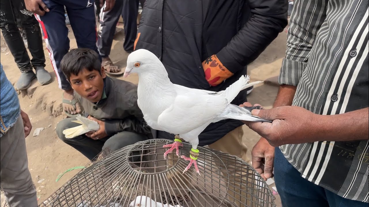 jama masjid kabootar market delhi 10/03/2024 kabutar market Delhi white pigeons