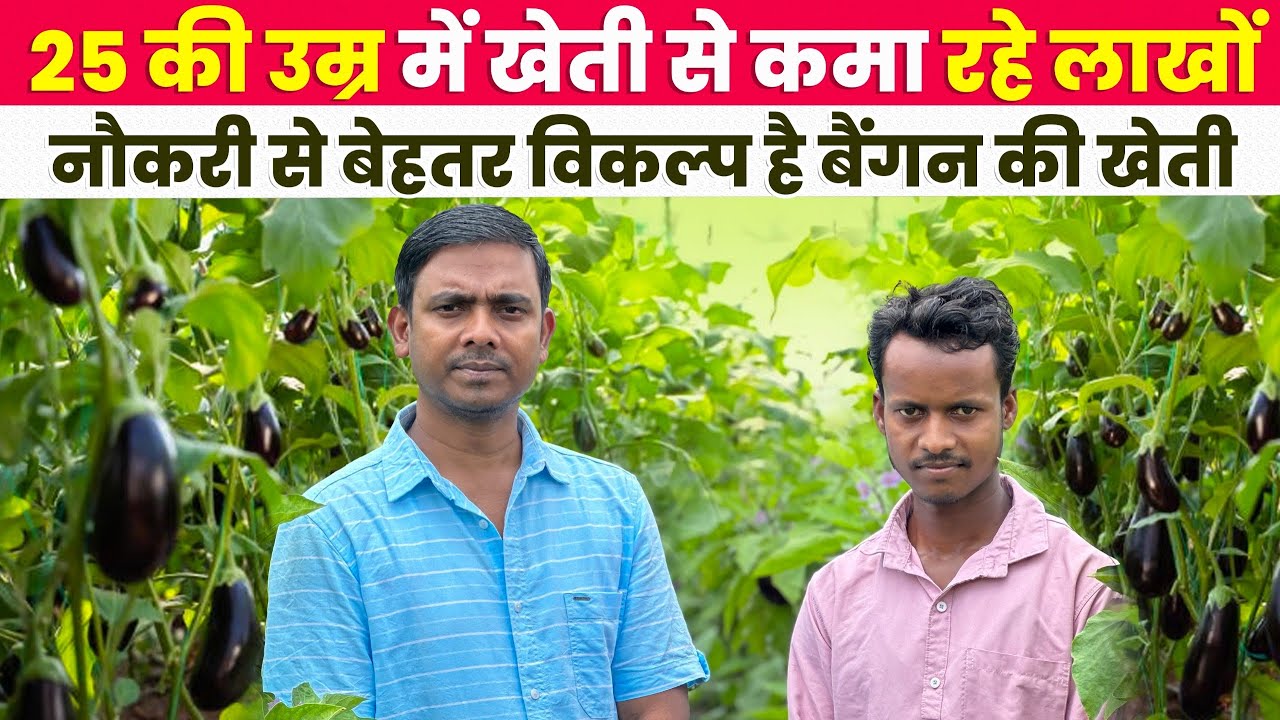कम उम्र में कर रहे ग्राफ्टेड बैंगन की खेती और कमा रहे लाखों में | Grafted Brinjal Farming 