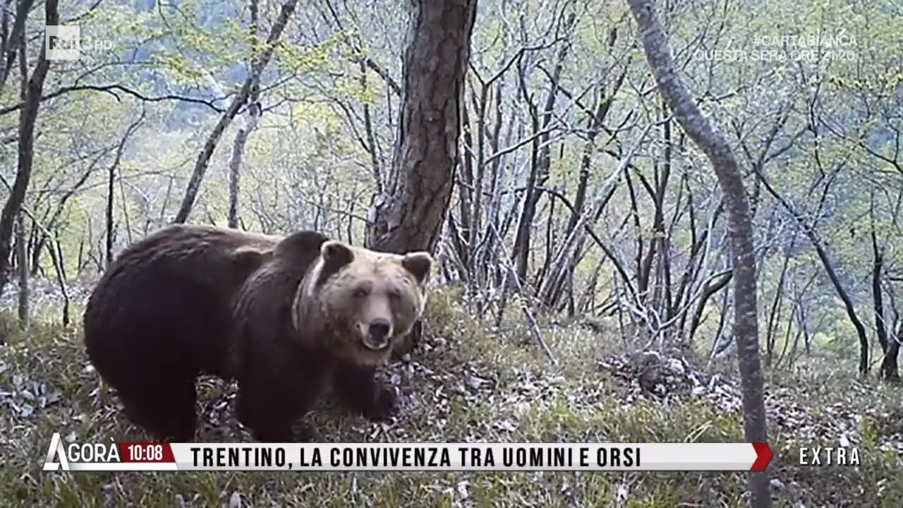 Uomini e orsi - Agorà Extra 18/04/2023