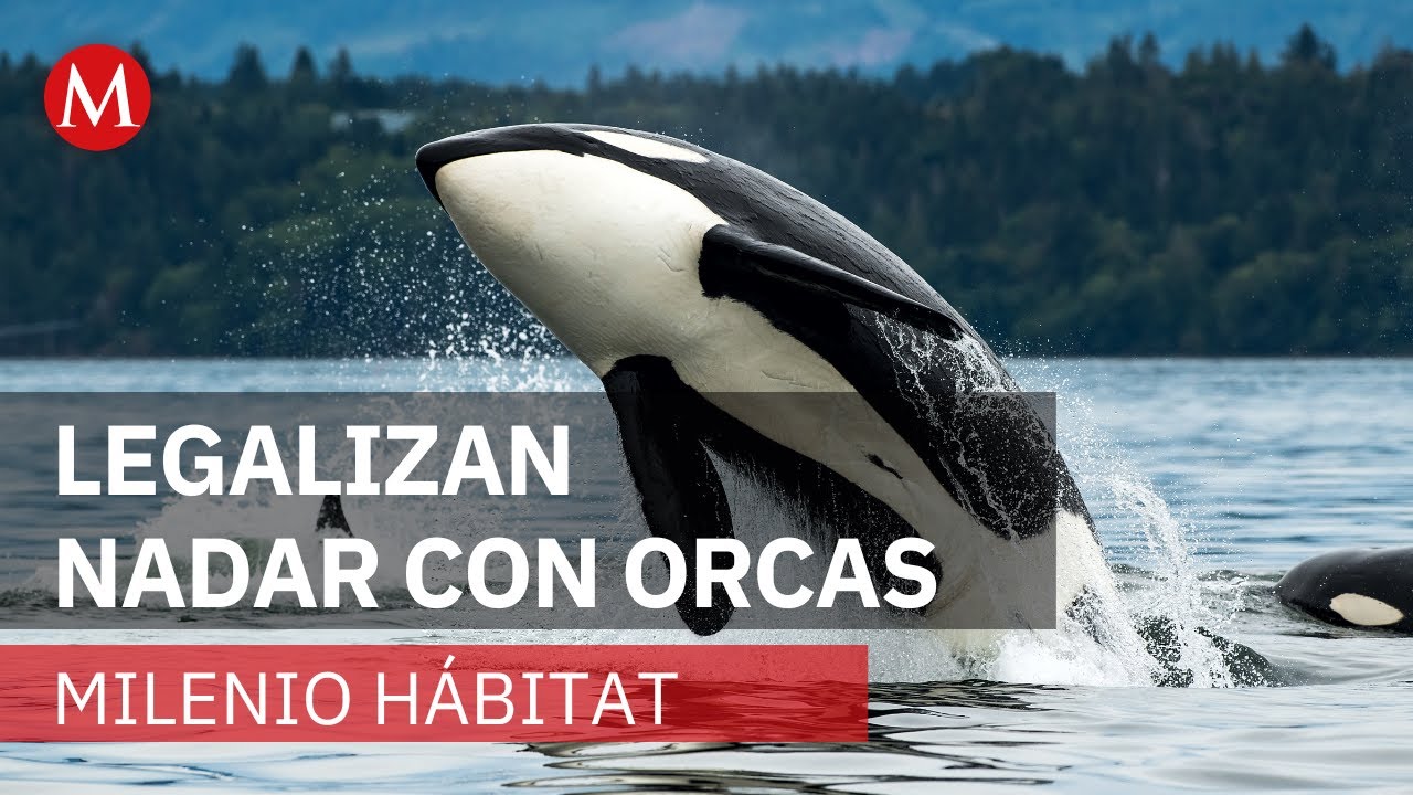 Así comenzó el nado con orcas en Baja California Sur | Milenio Hábitat