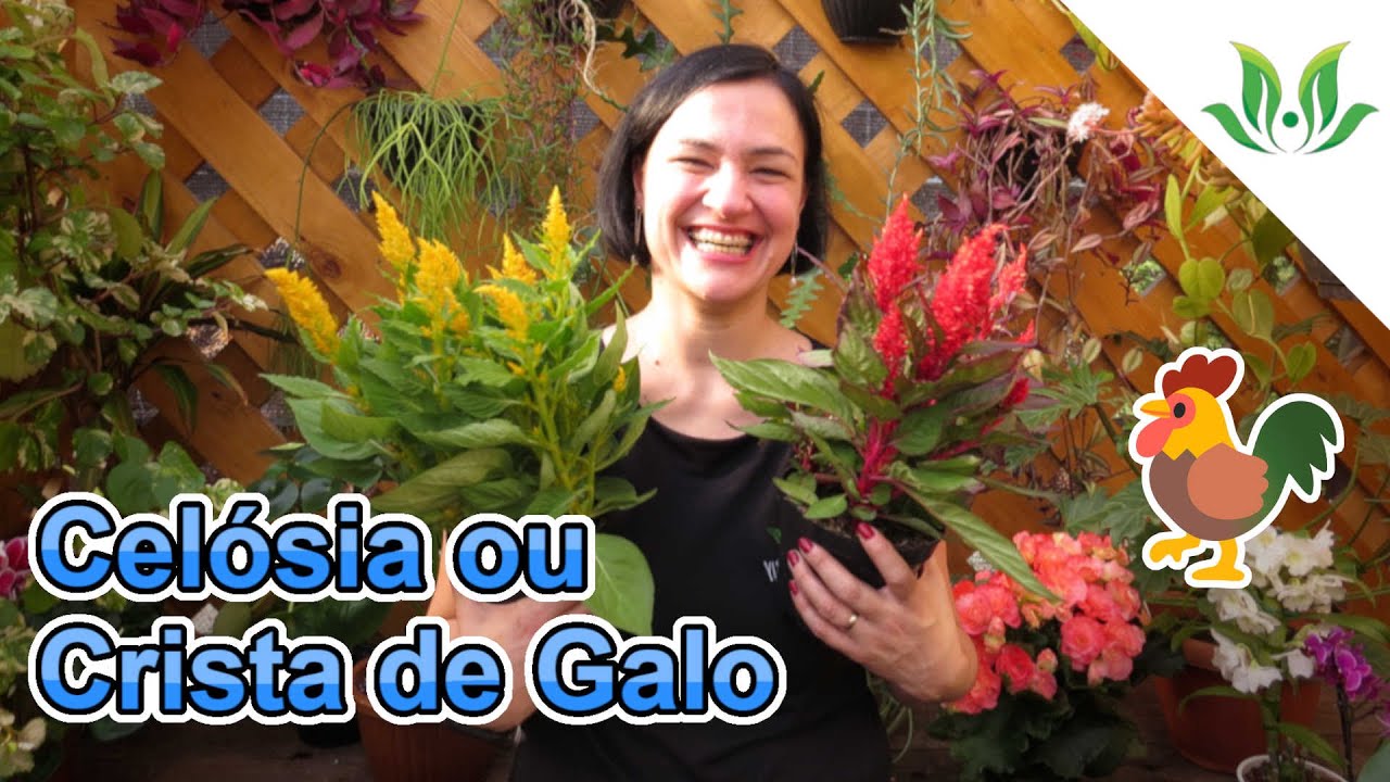 Celósia ou Crista de Galo
