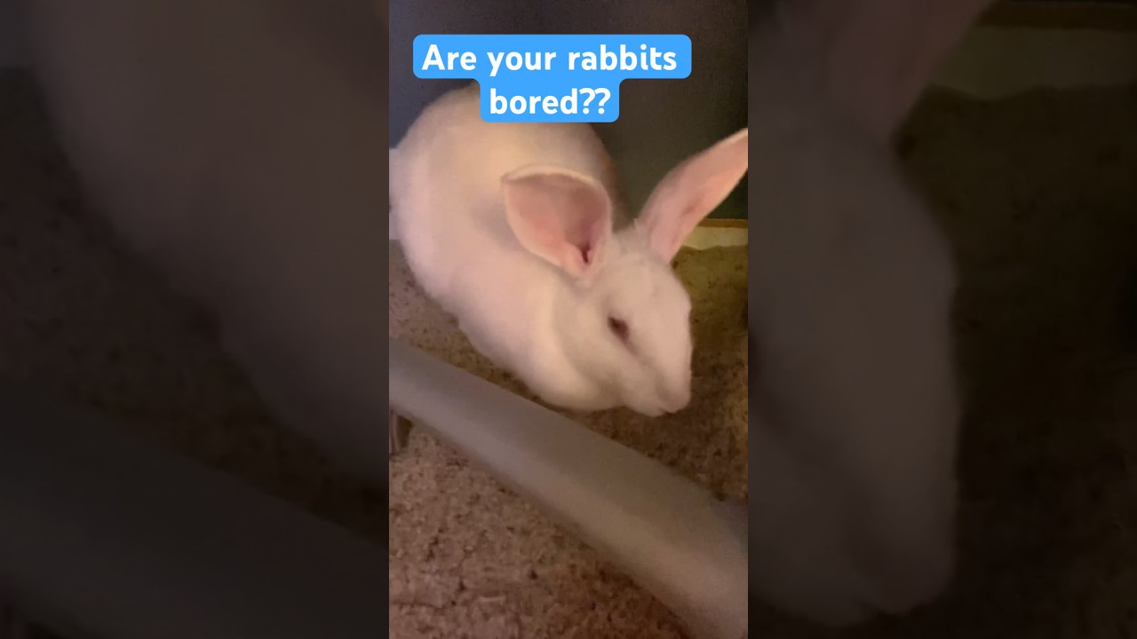 DIY rabbit toy Part 1 #diy #bunnymom #fyp #ytshorts #rabbits #toys #cute #like