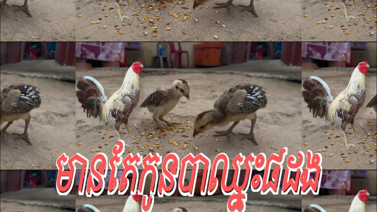 មានតែកូនបាឈ្នះ៨ដង#មាន់នាំចូល