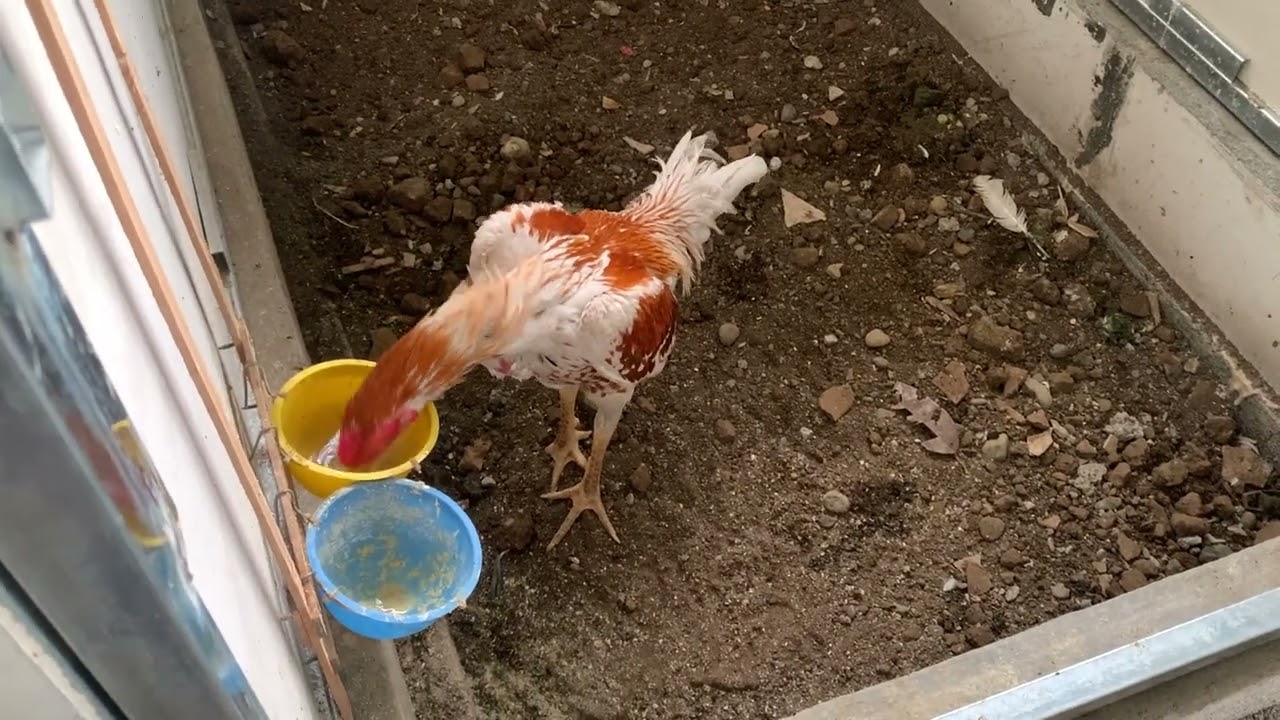 Seperti apa si ayam vvip