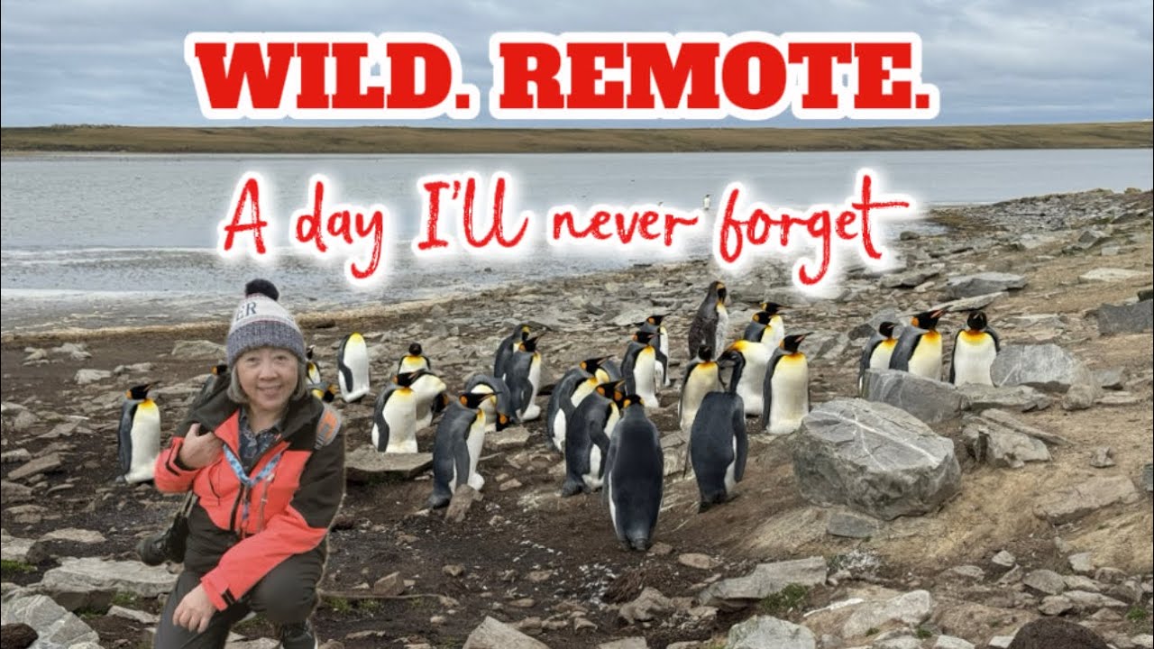 1 Million Penguins & Me | Bluff Cove, Falkland Islands