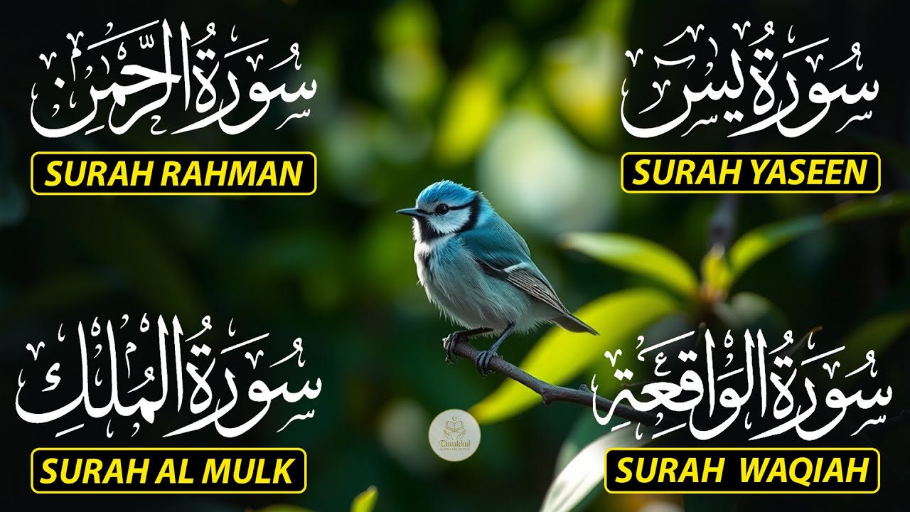 Beautiful Surah Yaseen (Yasin) | Surah Rahman | Surah Waqiah | Surah Mulk
