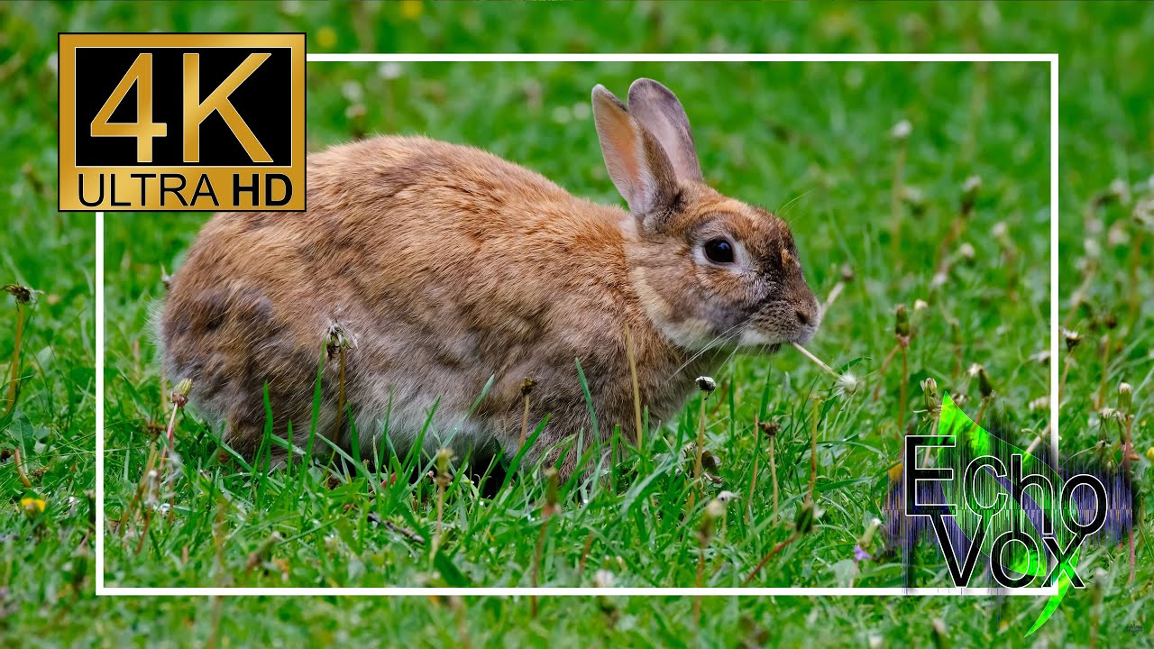 Cute bunnies 10 hour compilation - 4k footage with calm music - Adorable rabbits relaxing video