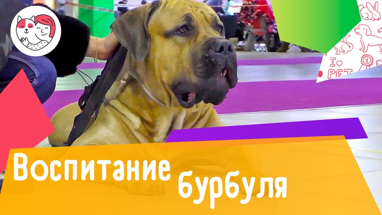 5 советов, как воспитывать южноафриканского бурбуля