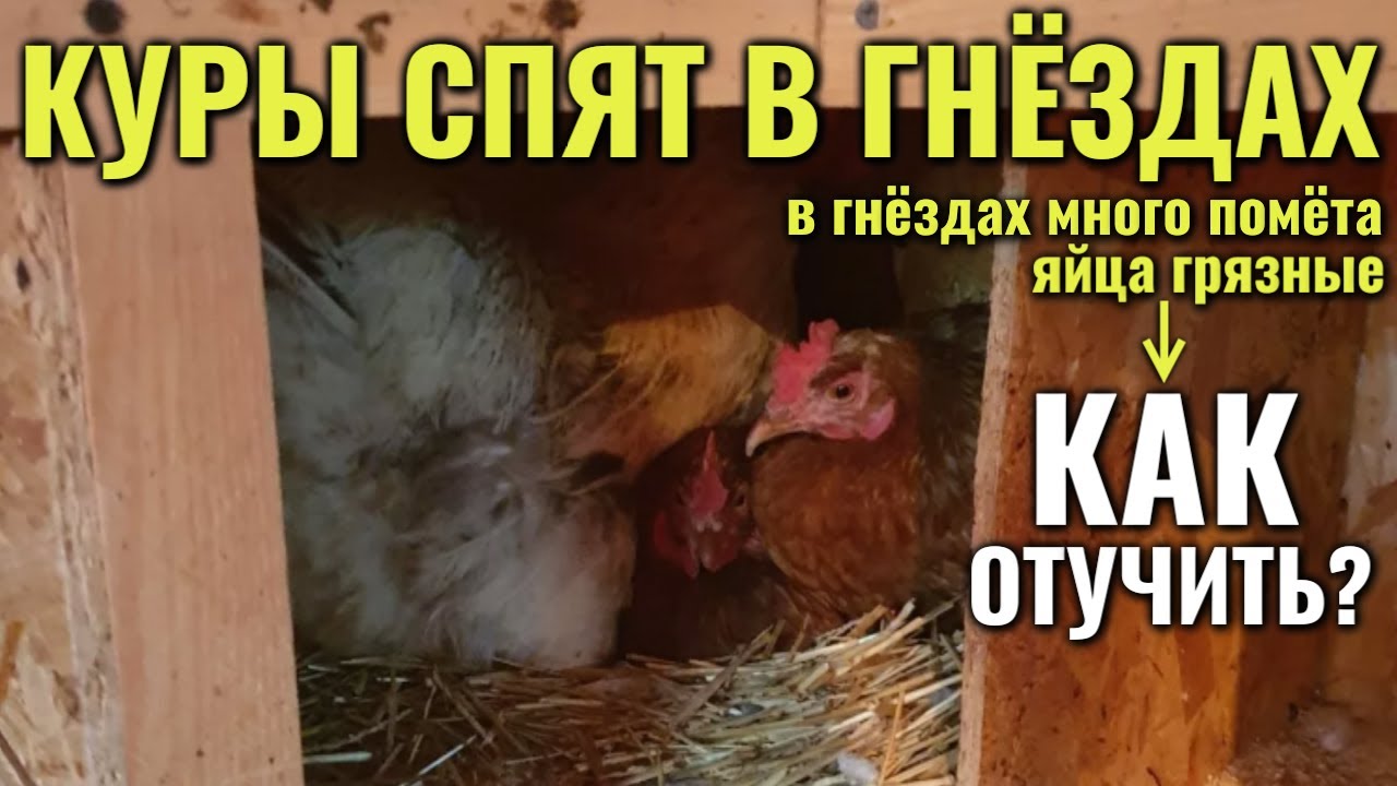 Куры спят и гадят в гнёздах, яйца грязные. Как отучить кур несушек спать в гнёздах