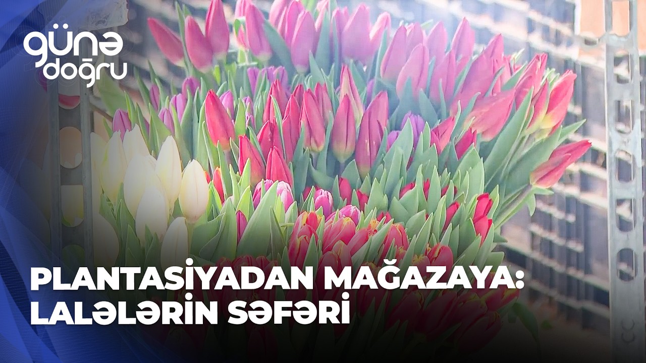 Günə doğru - Buradan gül alanlar buketi özləri bağlamalıdır - Lalə plantasiyasında 8 marta hazırlıq