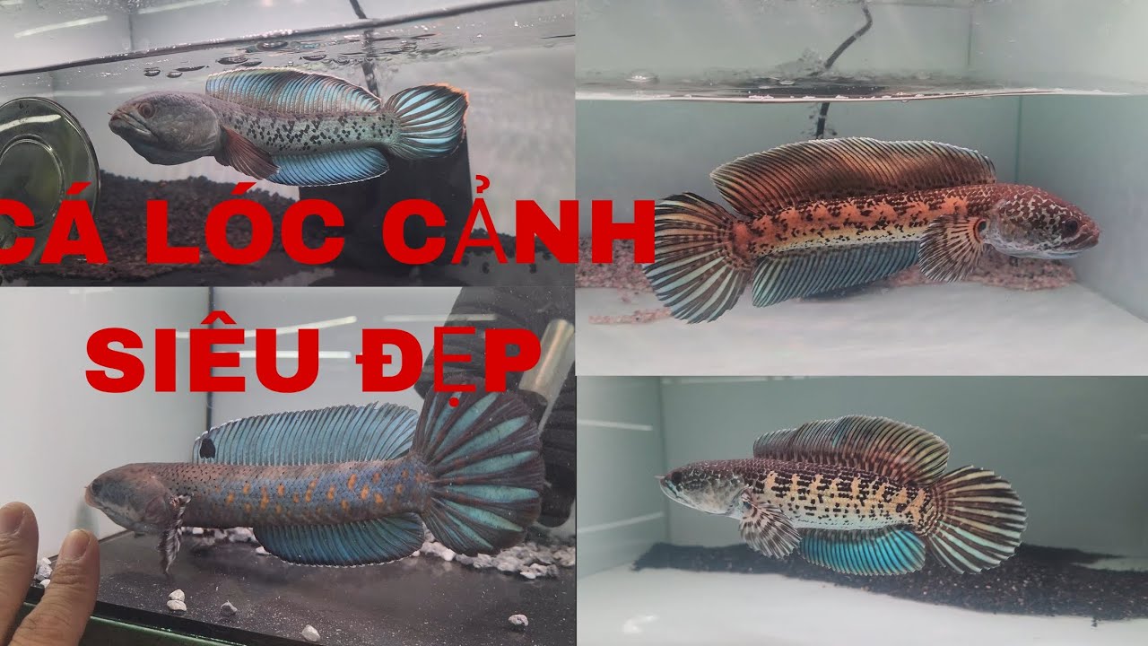 TỔNG HƠP + BÁO GIÁ NHANH NHỮNG DÒNG CÁ LÓC CẢNH ĐANG CÓ TẠI TY CHANNA SHOP #tychanna #channa #cácảnh