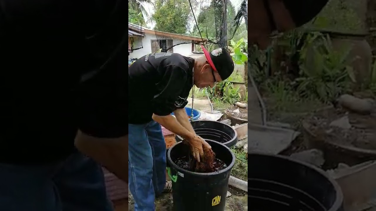 Buffering Coco 101 from tha 707 to Thailand #villagelife #organic #nature