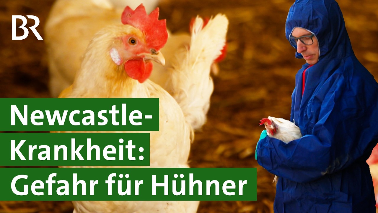 Landwirte in Sorge wegen Newscastle-Virus: wird der Impfstoff knapp? | Unser Land | BR