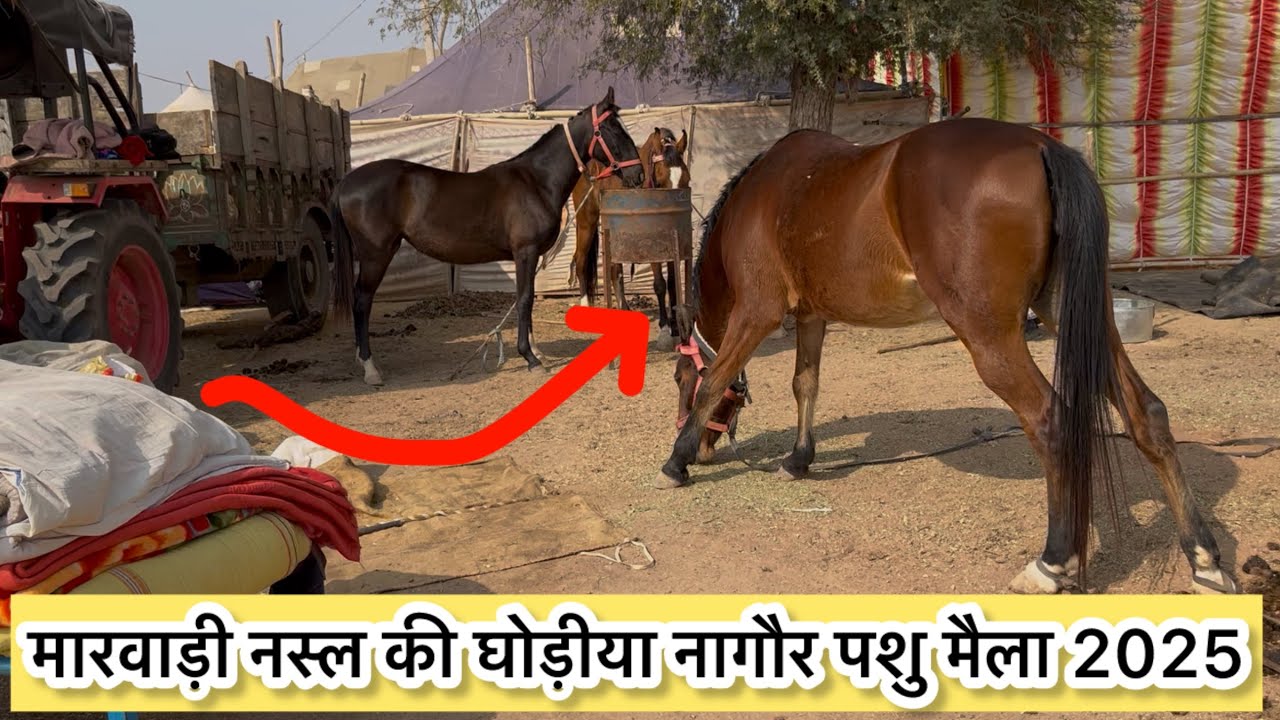 मारवाड़ी नसल घोड़ियाँ नागौर रामदेव पशु मैला 2025 Ramdev pasha mela Nagaur #horce #ramdevpasumela2025