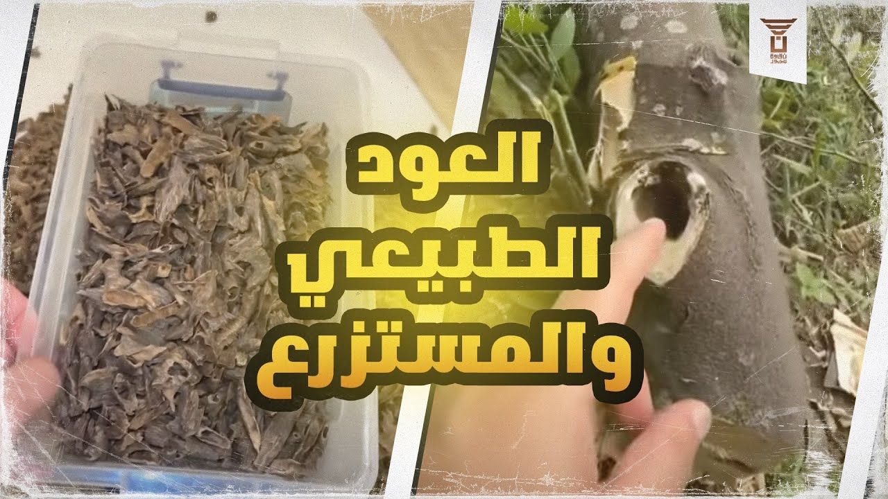 الفرق بين العود الطبيعي والمستزرع