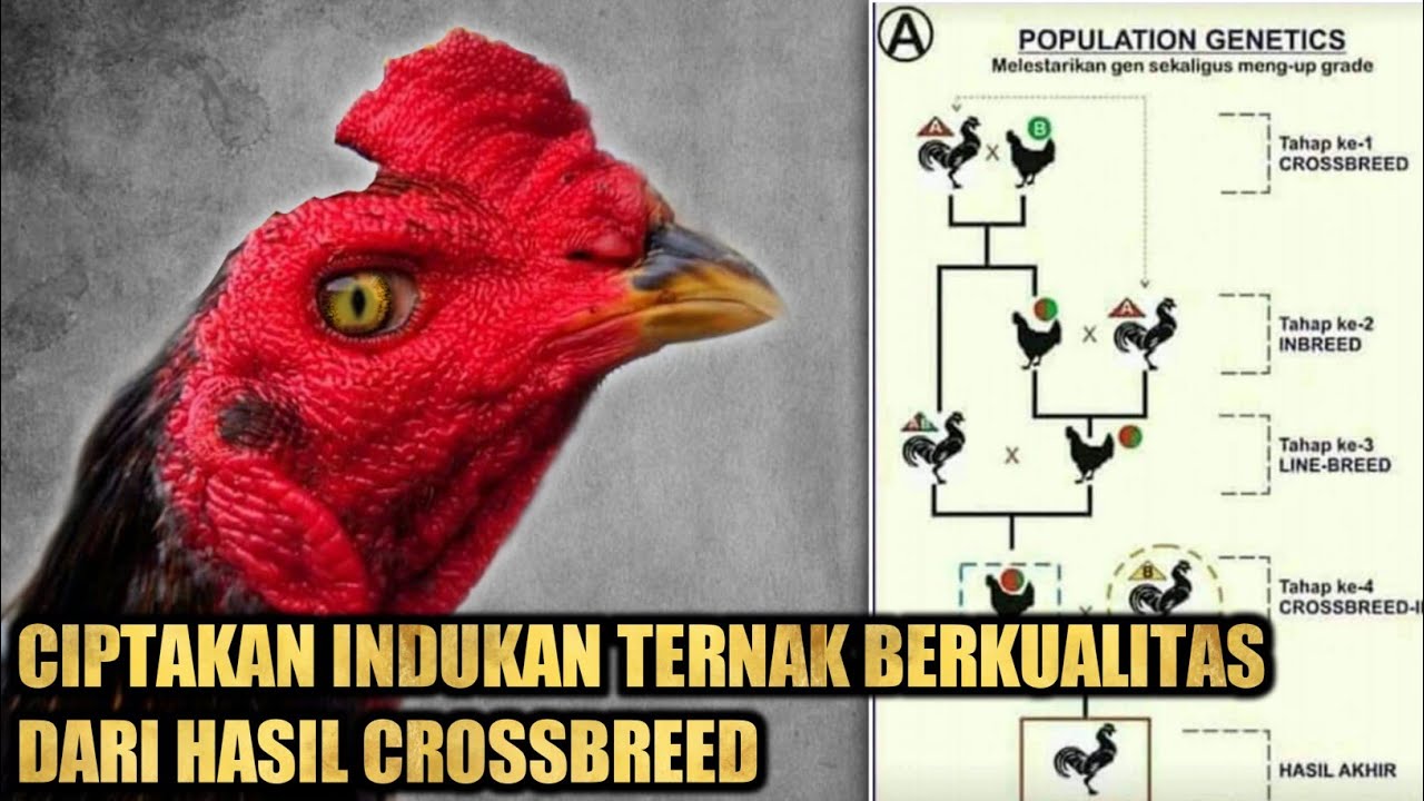 Melestarikan Gen Sekaligus Mengupgrade Kualitas || #BotohNusantara