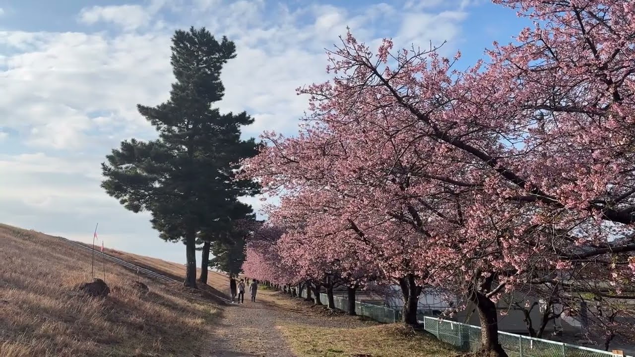 【静岡市】美和桜→麻機遊水さくら 癒しの音楽432Hz 2026 2 22