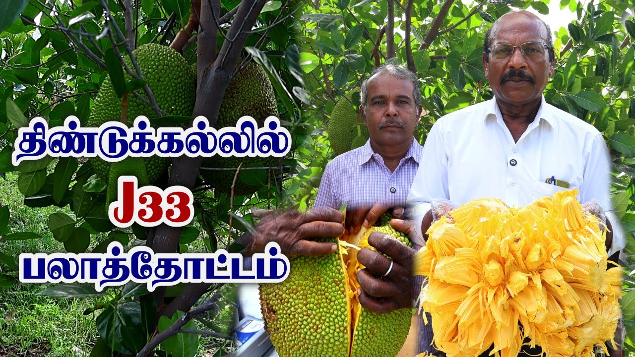 400KM Travel for J33 Jackfruit! 🍈🤯 இதுதான் Vera Level Taste! 😍 Jackfruit Myths Busted! 🚀