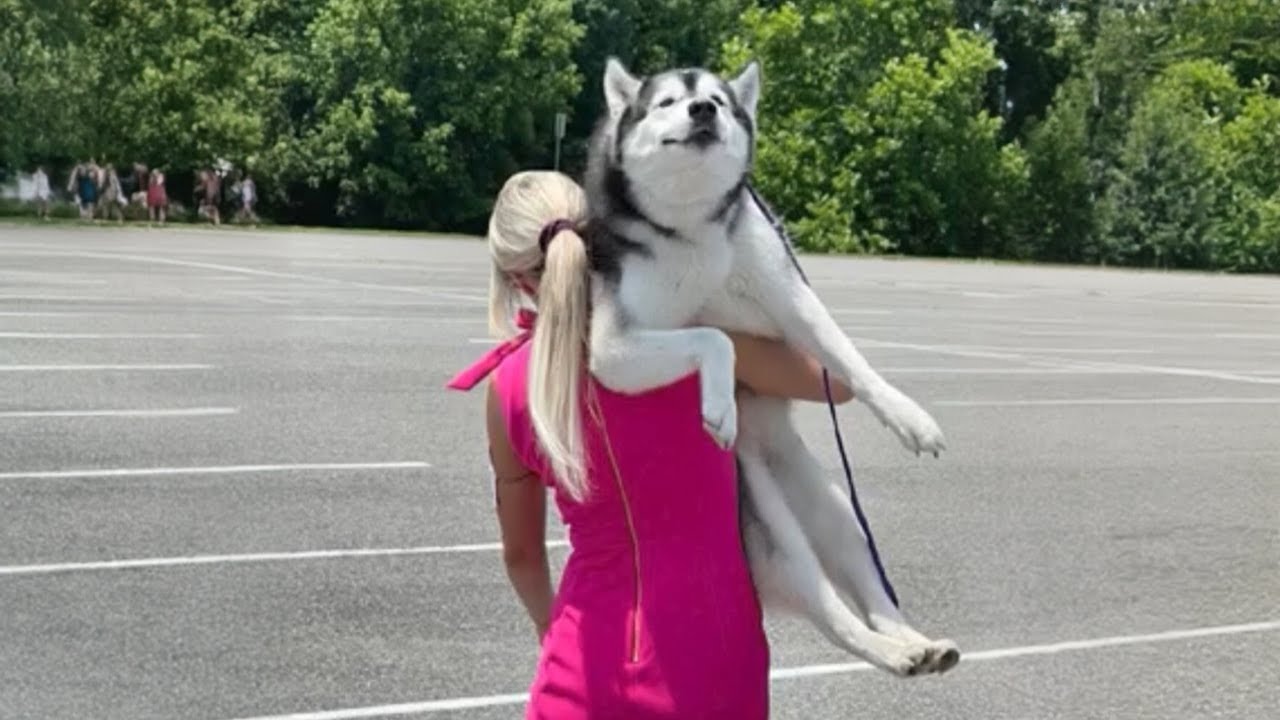 20 MINUTOS DE LOS PERRO HUSKY MÁS DIVERTIDOS CAPTADOS POR LA CÁMARA