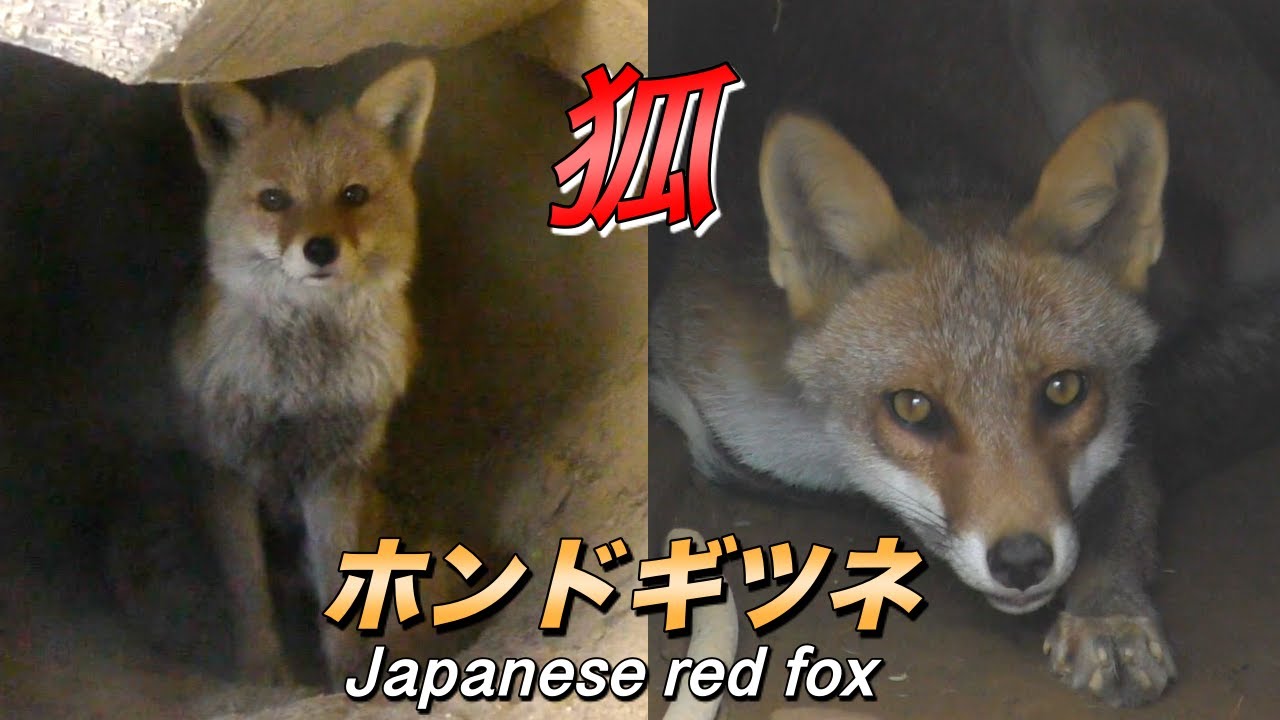【日本の動物】キツネの生態〜とても短い狐の寿命 その理由〜（Fox）