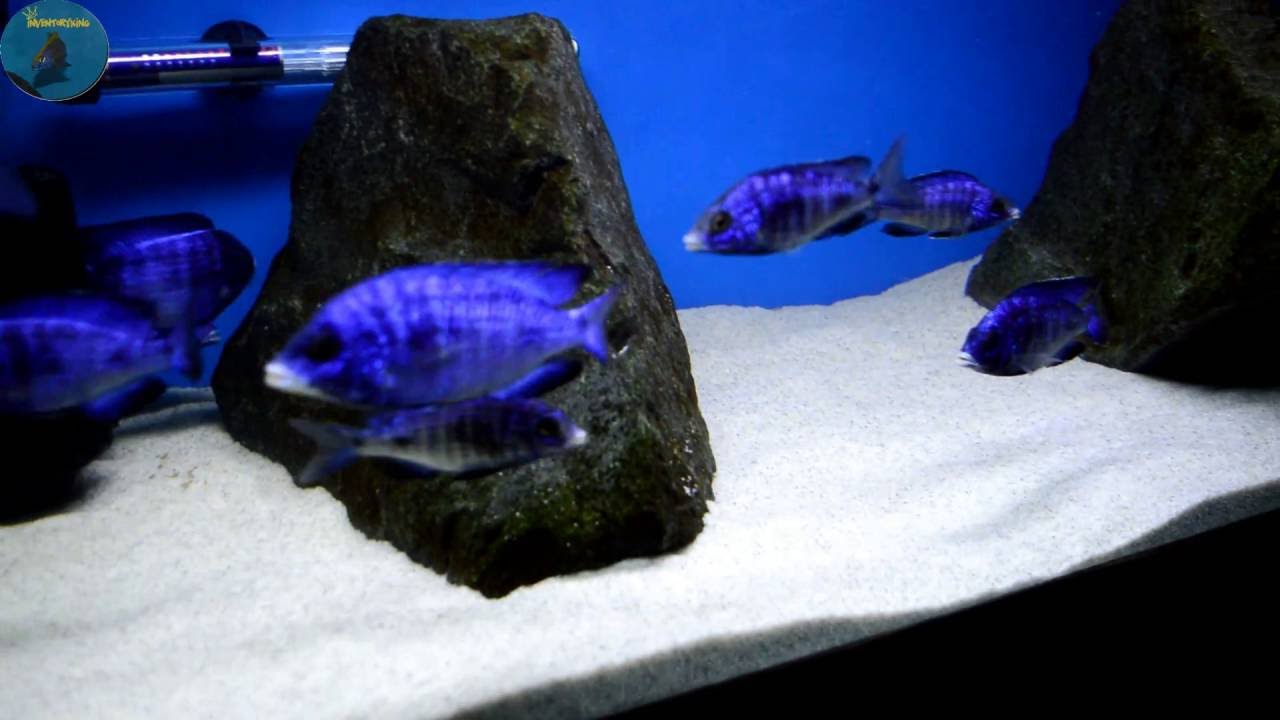 Placidochromis Phenochilus | MDOKA WHITE LIPS | Lake Malawi African Cichlids | Update #5