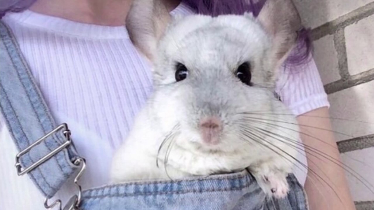 Tudo Sobre Chinchilas - Guia de Animais