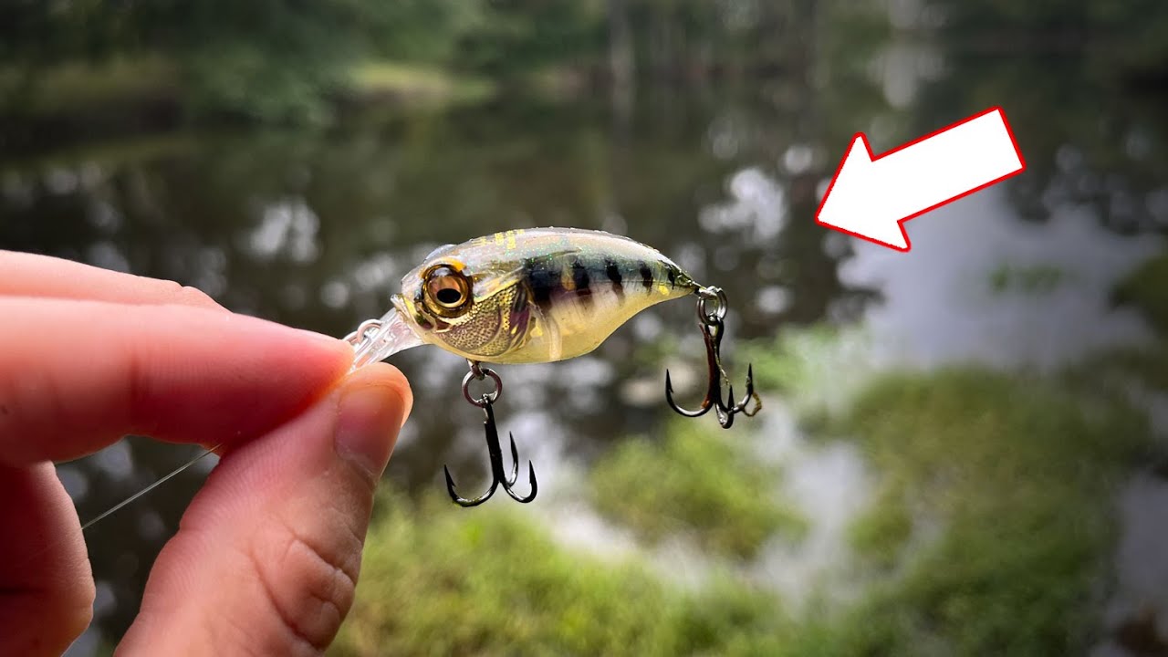 A Crankbait a day to get the fish to stay?? | BFS for Success