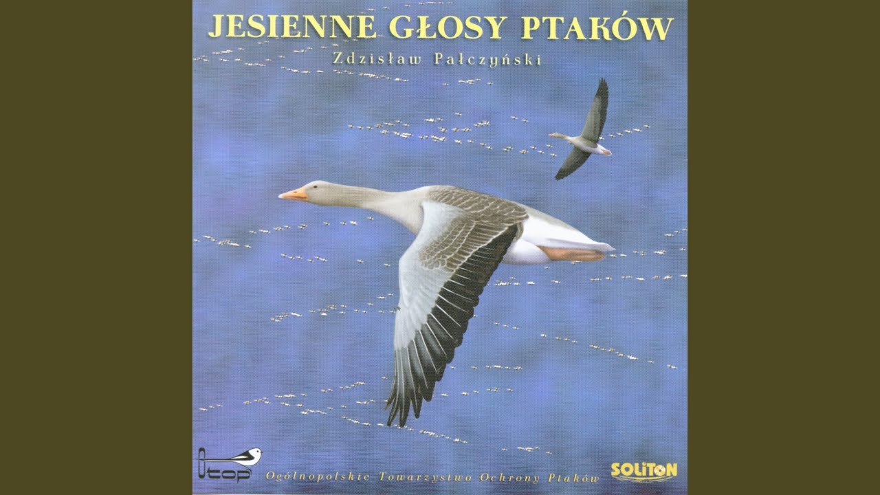 Ten thousand wild geese, Dziesiec tysiecy dzikich gesi