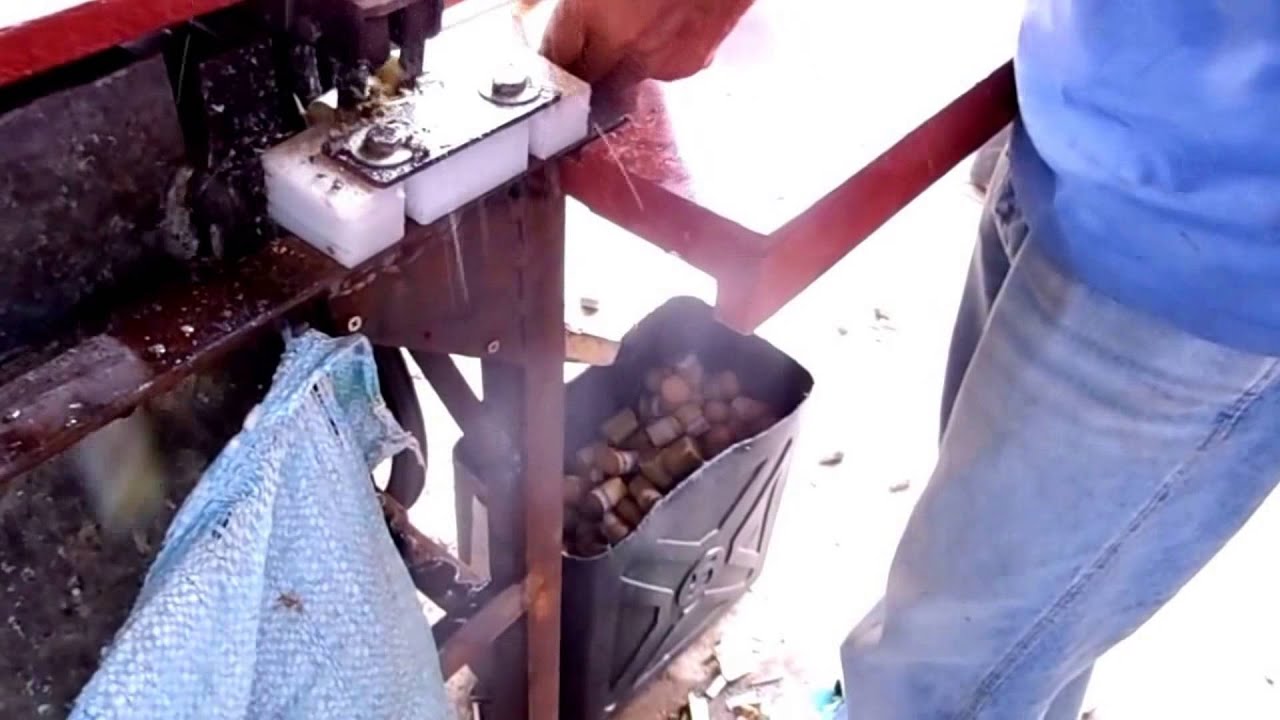 trying single bud planting of sugarcane