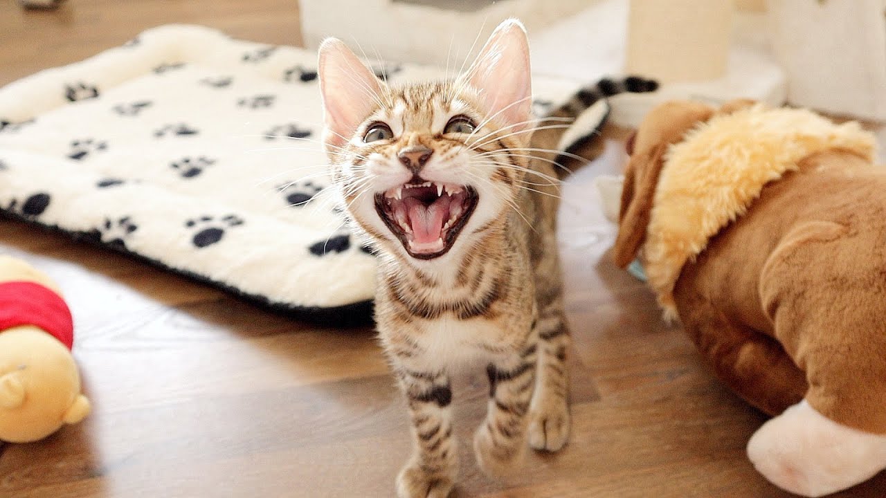 Bengal Kittens Meow Because they Want to Play With Me