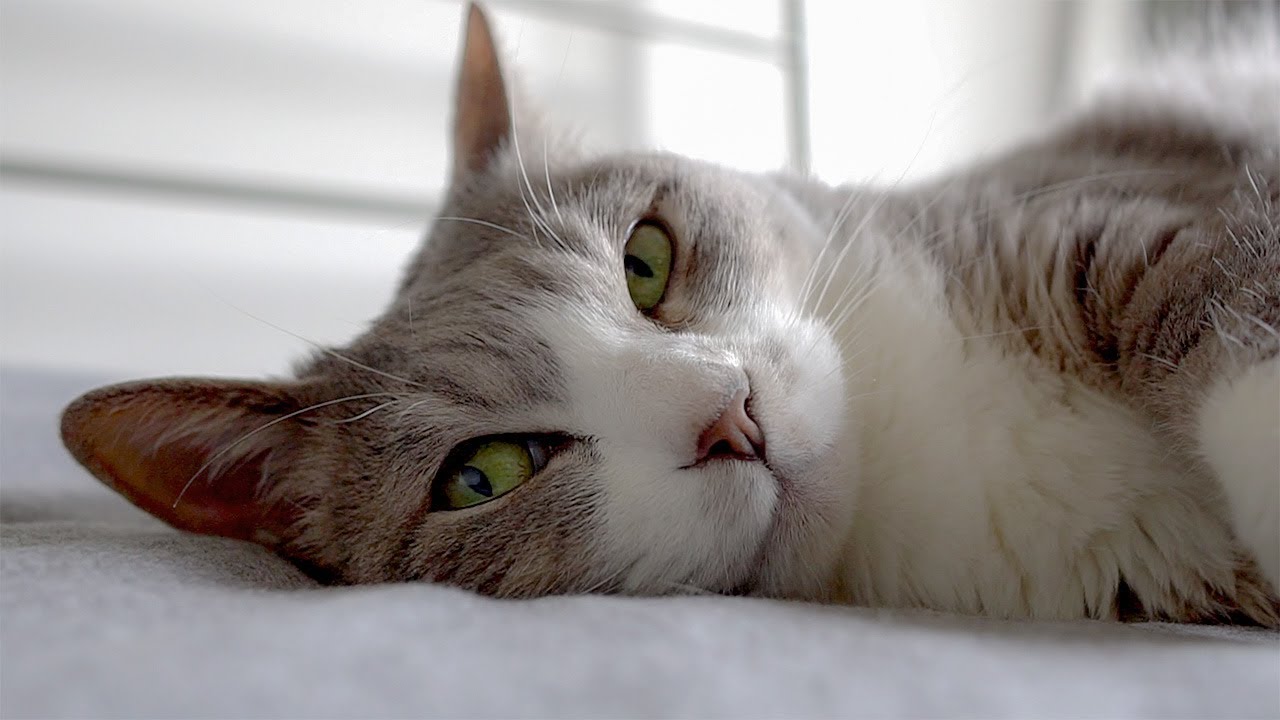 ネコとチルアウト - Chillout Cat -