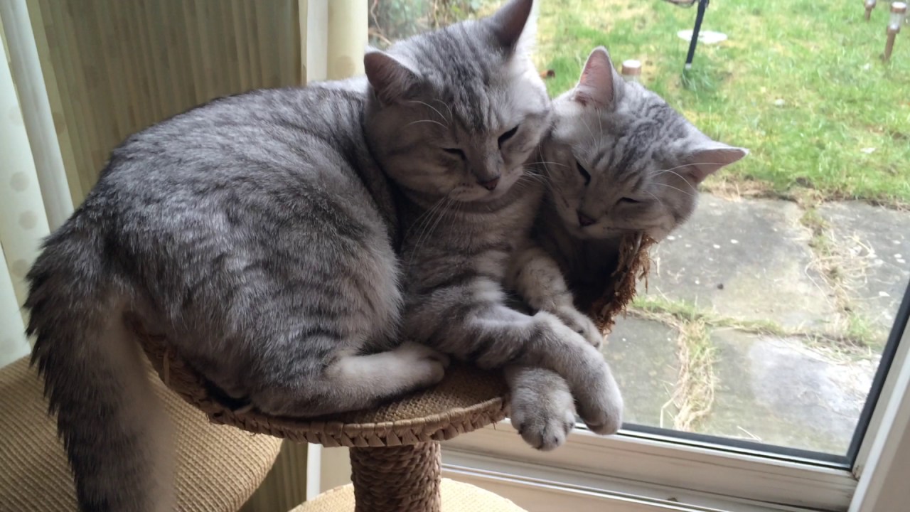 Two-headed cat? No - just a brother with no respect for personal space!