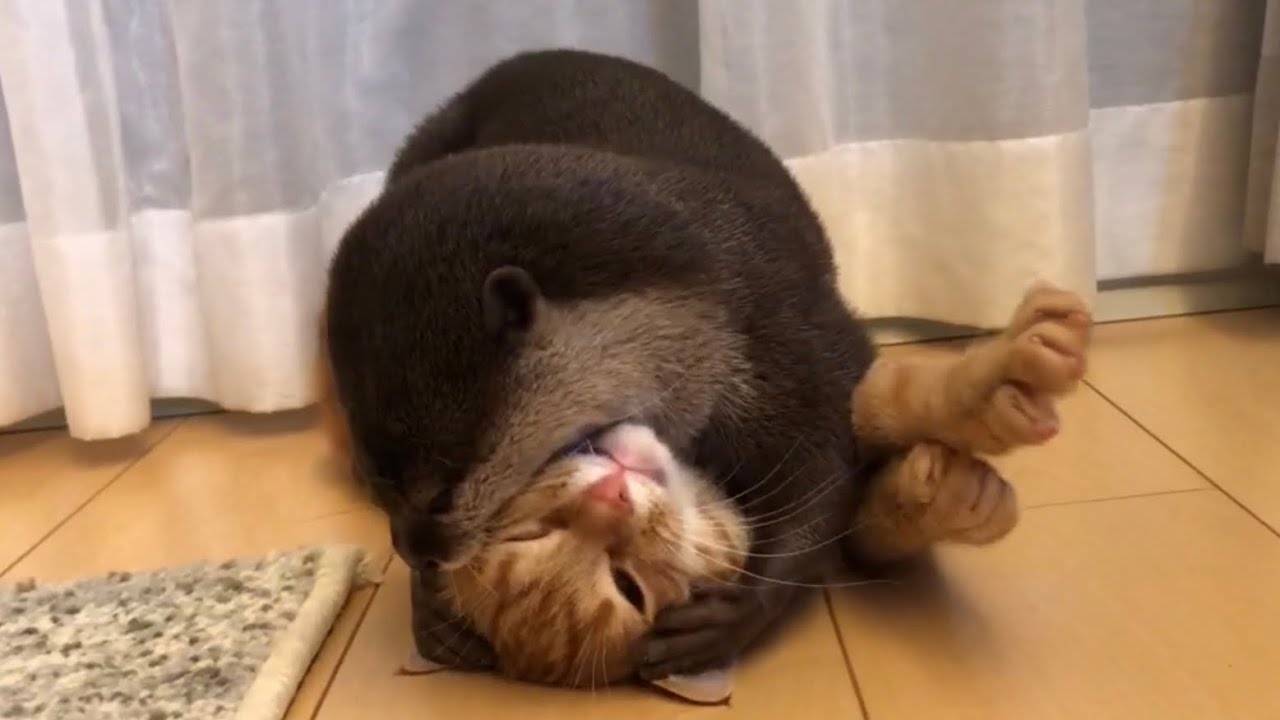 カワウソさくら 子猫も大きくなりじゃれあいが同レベルになってきた Otter and kitten playing at similar levels