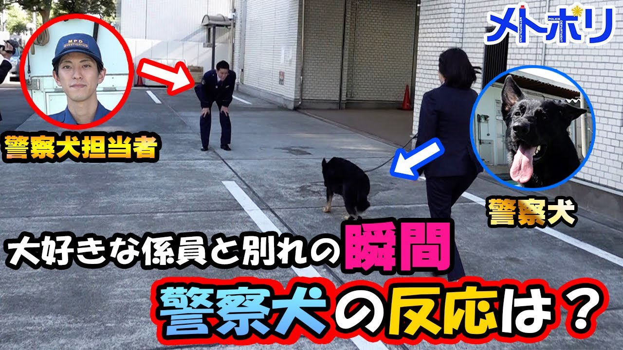 【番外編】ついにお別れの時。警察犬はどんな反応をするのか？#卒業【メトポリ】