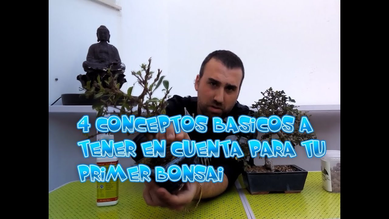 4 conceptos a tener en cuenta para tu primer bonsai
