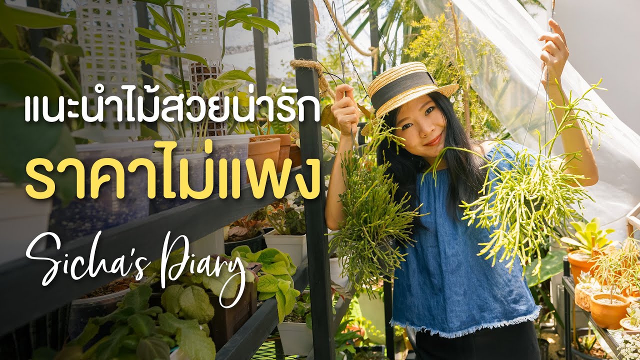 แนะนำต้นไม้น่ารัก ราคาไม่เกิน 200 บาท #ต้นไม้ราคาถูก #สวนหน้าบ้าน